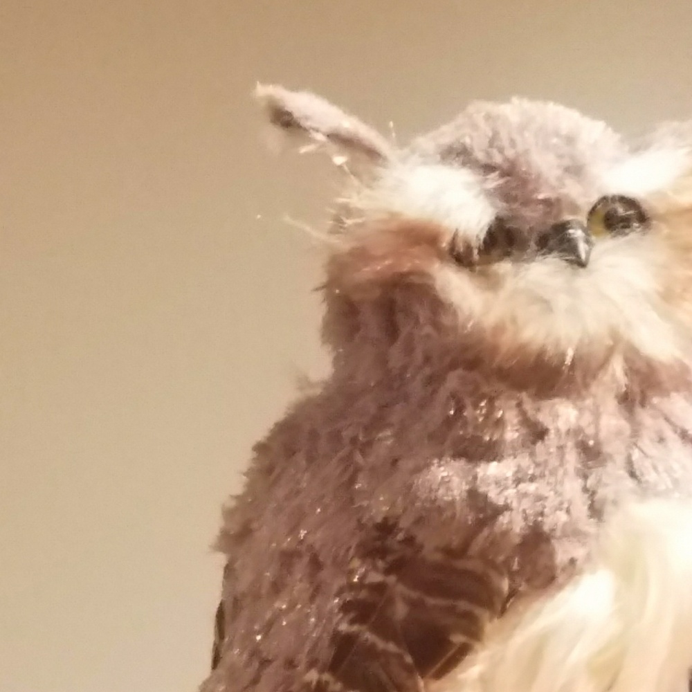 Owl for sale